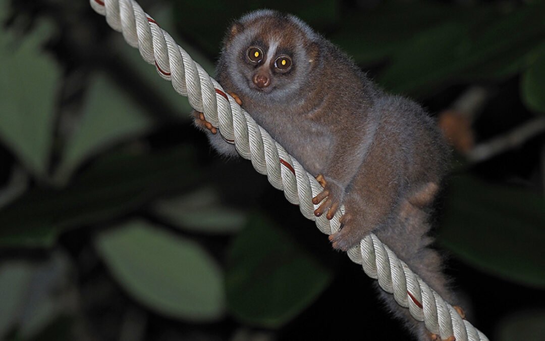 Introduction to the elusive Slow Loris (Nycticebus bengalensis)