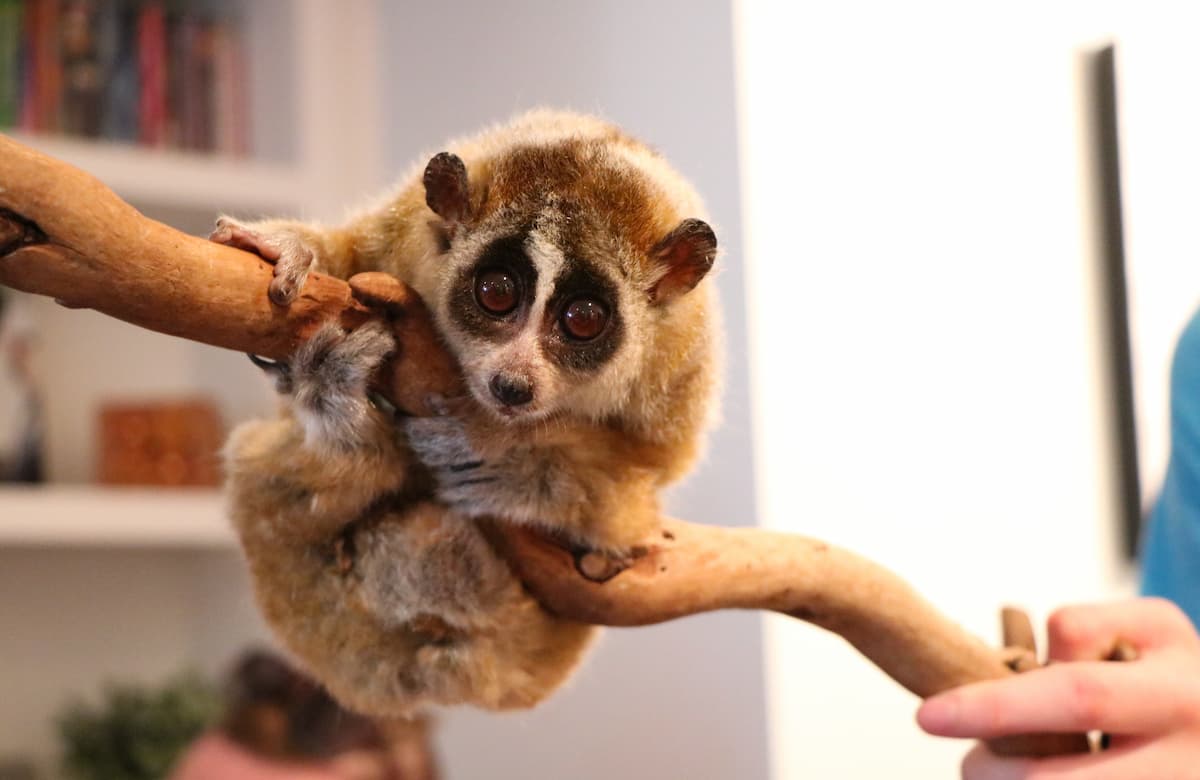 discover the slow loris animal conservation at our hotel in Khaolak