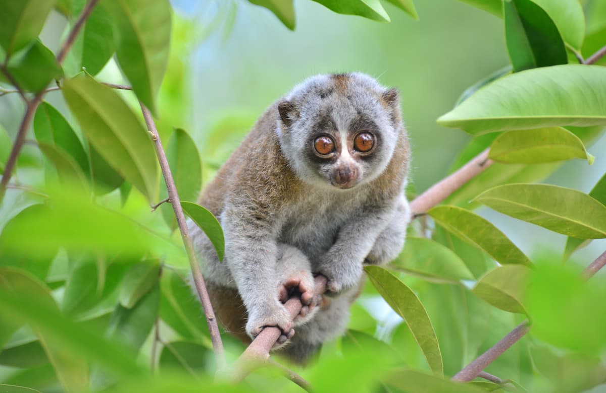 you can find many slow lorises at our eco-friendly hotel in Khaolak